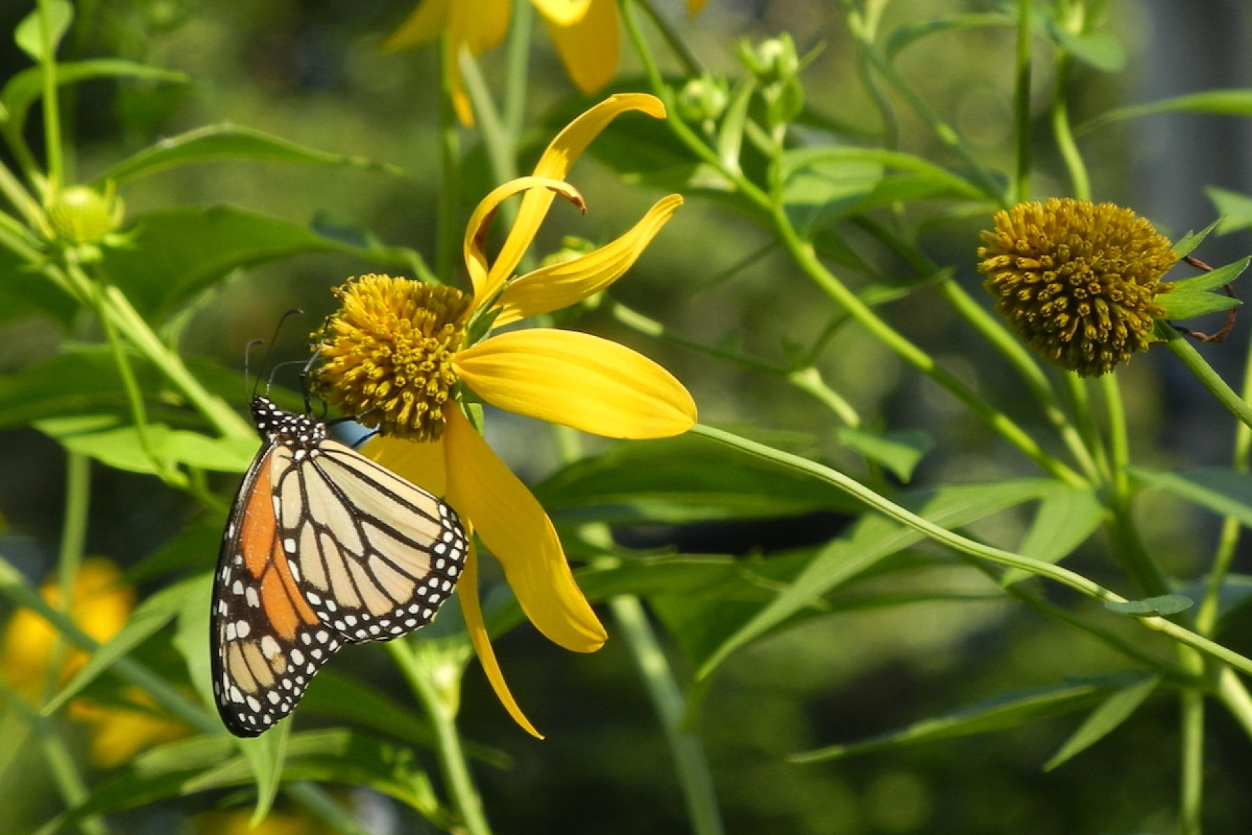 Monarch visits cutleaf coneflower.
