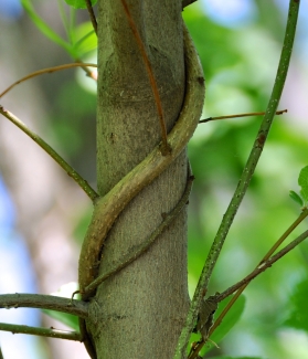 Invasive Plants