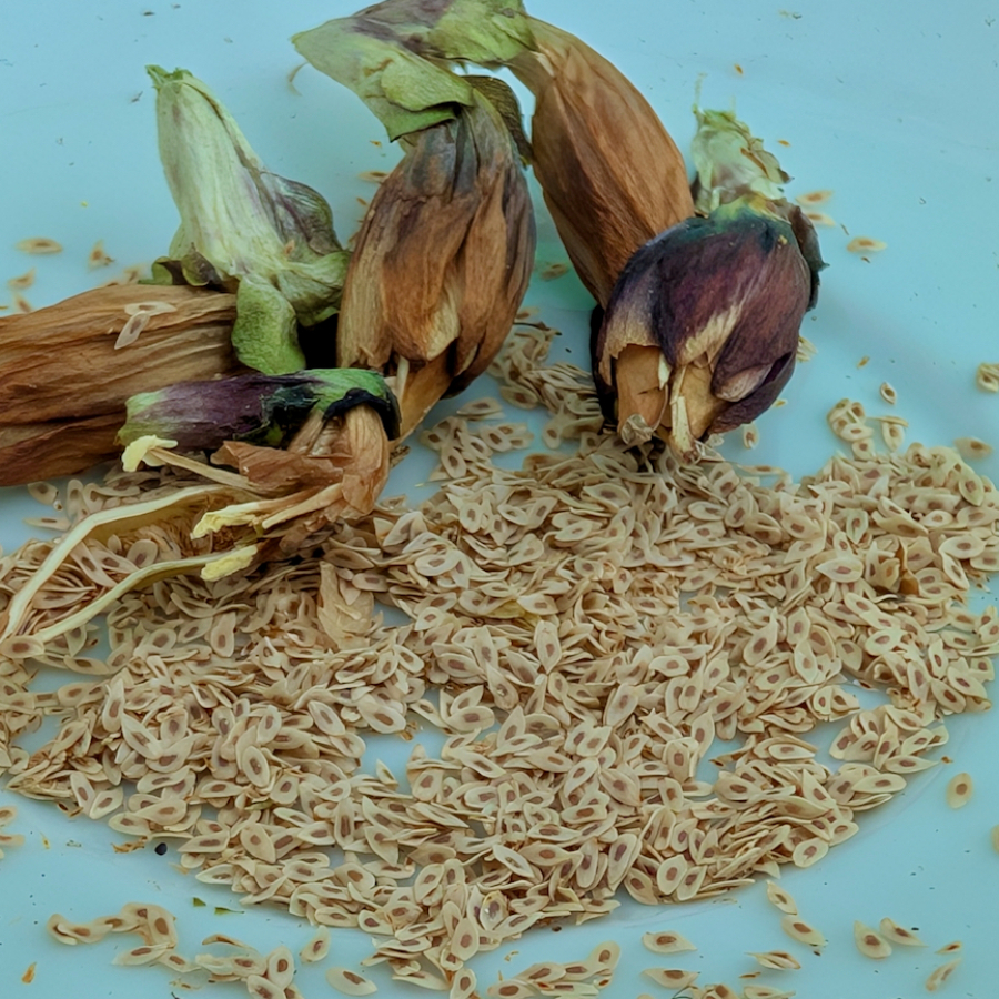 Bottle gentian seed. Photo credit alexidp6 on iNaturalist.