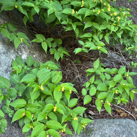 Northern bush honeysuckle (Diervilla lonicera) on a rocky slope. Photo credit joschn, iNaturalist.