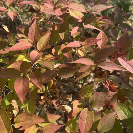 Northern bush honeysuckle (Diervilla lonicera) fall foliage. Photo credit kendallfo, iNaturalist.