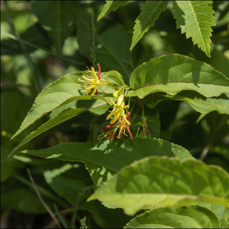 Northern bush honeysuckle (Diervilla lonicera) in bloom. Photo credit z7nikon, iNaturalist.