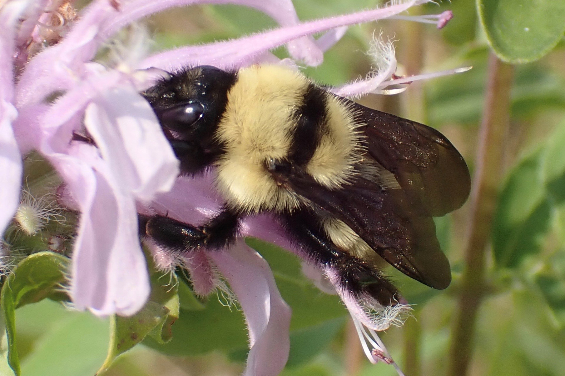 Bombus fervidus