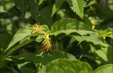 Northern bush honeysuckle (Diervilla lonicera) in bloom. Photo credit z7nikon, iNaturalist.