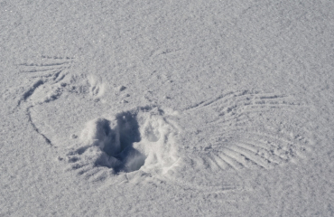 Owl print in the snow. Photo credit to iNaturalist user Forba, CC-BY NC.