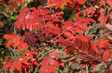 Rhus coppalinum (Shining sumac)