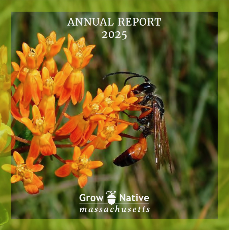 Our Annual Report 2025 cover image features butterflyweed visited by a golden digger wasp.